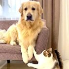 ゴールデンレトリーバー,動画
