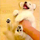 ゴールデンレトリーバー,動画