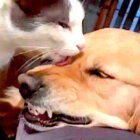 ゴールデンレトリーバー,動画