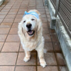 レジェンドレト,ゴールデン・レトリーバー