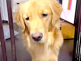 ゴールデンレトリーバー,動画