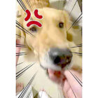 ゴールデンレトリーバー,動画