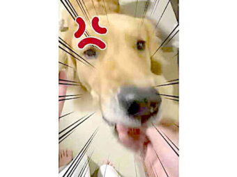 ゴールデンレトリーバー,動画