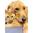 ゴールデンレトリーバー,動画