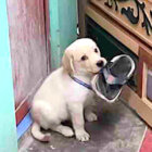 ラブラドールレトリーバー,動画