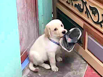 ラブラドールレトリーバー,動画