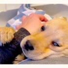 ラブラドールレトリーバー,動画