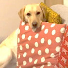 ラブラドールレトリーバー,動画