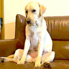 ラブラドールレトリーバー,動画