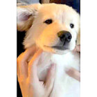 ゴールデンレトリーバー,動画