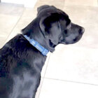 ラブラドールレトリーバー,動画