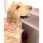 ゴールデンレトリーバー,動画