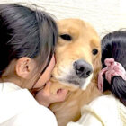 ゴールデンレトリーバー,動画