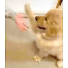 ゴールデンレトリーバー,動画