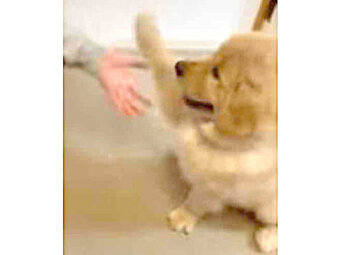 ゴールデンレトリーバー,動画