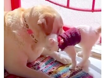 ラブラドールレトリーバー,動画