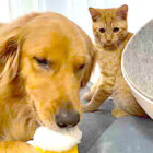 ゴールデンレトリーバー,動画