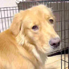 ゴールデンレトリーバー,動画