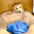 ゴールデンレトリーバー,動画