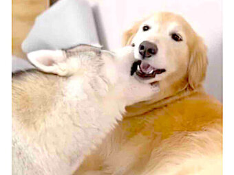 ゴールデンレトリーバー,動画