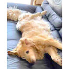 ゴールデンレトリーバー,動画