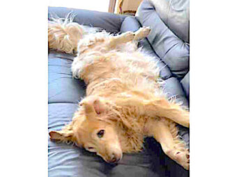 ゴールデンレトリーバー,動画