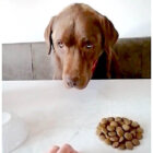 ラブラドールレトリーバー,動画