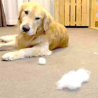 ゴールデンレトリーバー,動画