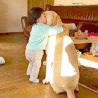 ラブラドールレトリーバー,動画