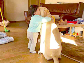 ラブラドールレトリーバー,動画