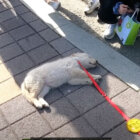 ゴールデンレトリーバー,動画