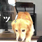 ゴールデンレトリーバー,動画