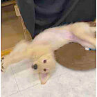 ゴールデンレトリーバー,動画