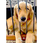 ゴールデンレトリーバー,動画