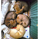 ラブラドールレトリーバー,動画