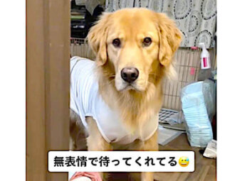 ゴールデンレトリーバー,動画