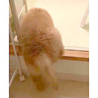 ゴールデンレトリーバー,動画