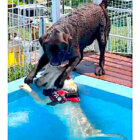 ラブラドールレトリーバー,動画