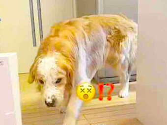 ゴールデンレトリーバー,動画