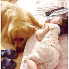 ゴールデンレトリーバー,動画