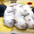 ラブラドールレトリーバー,動画