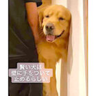 ゴールデンレトリーバー,動画