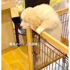 ゴールデンレトリーバー,動画