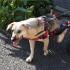 レトリーバー,取材