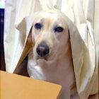 ラブラドールレトリーバー,動画