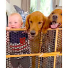 ゴールデンレトリーバー,動画