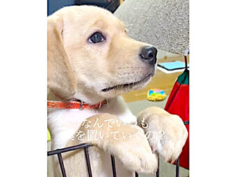 ラブラドールレトリーバー,動画