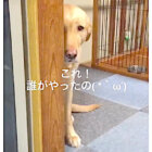 ラブラドールレトリーバー,動画