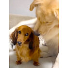 ゴールデンレトリーバー,動画