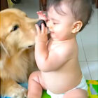 ゴールデンレトリーバー,動画